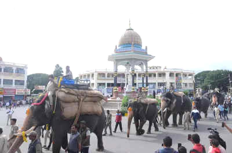 Tuskers in Mysuru practice their walk for Dasara celebrations