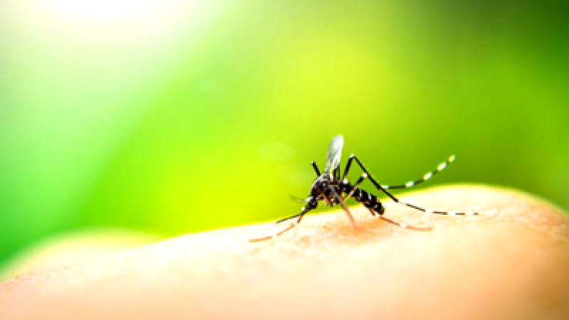 Title: Understanding the Rise in Dengue Cases: Identifying Causes and Staying Safe