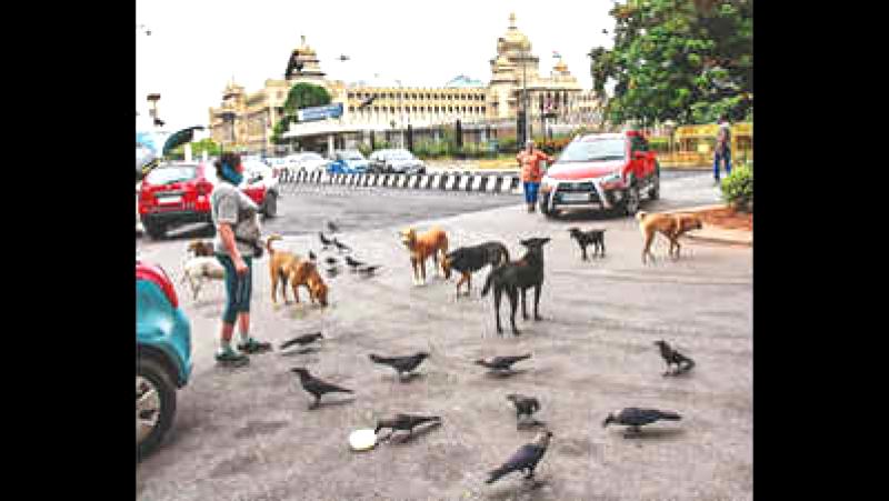 More than 63 canine teams in Bengaluru are dedicated to safeguarding animals.