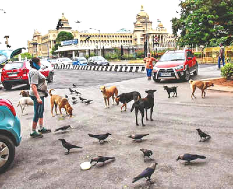 Bengaluru's 63 Canine Squads Dedicated to Animal Protection