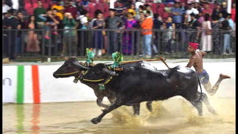 Is Bangalore not hosting Kambala this year?