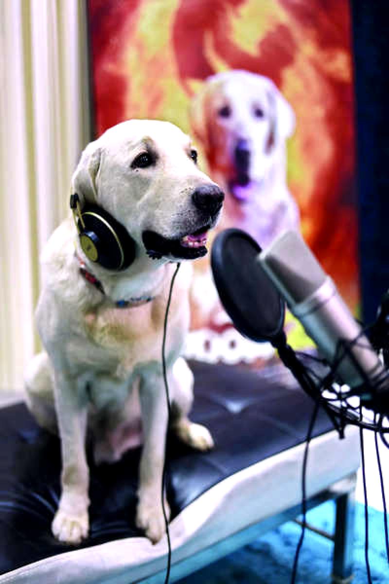 A Labrador does voiceover for a Kannada film, marking a milestone